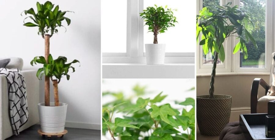 Selection of houseplants that clean the air